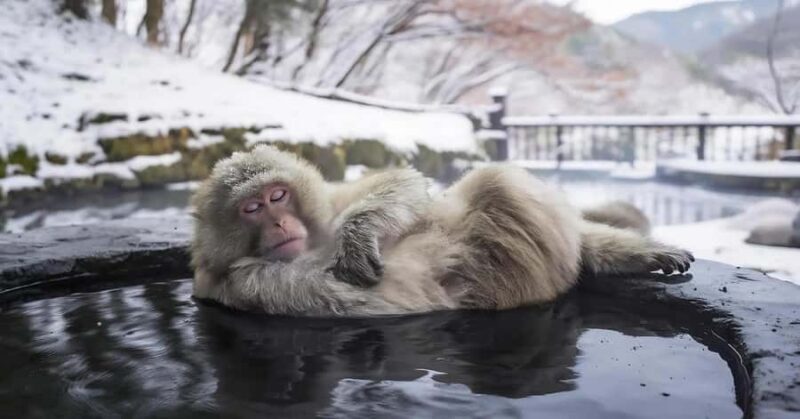Nagano: Snow Monkey Private Day Tour with Driver from Tokyo - Final Thoughts