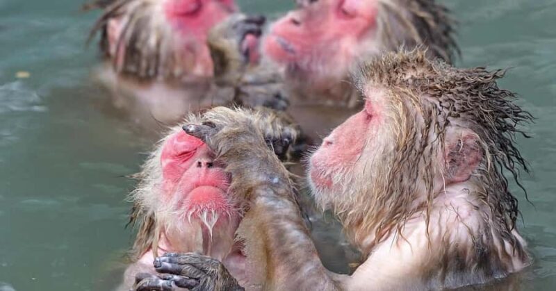 Nagano: Snow Monkey Private Day Tour with Driver from Tokyo - The Journey Begins: Private Pickup and Comfort