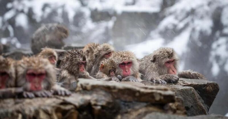 Nagano: Snow Monkey Private Day Tour with Driver from Tokyo - Who Will Love This Tour?