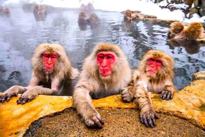 Nagano Snow Monkey Private Full-Day Tour - Good To Know