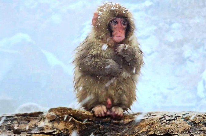 Nagano Snow Monkey Private Full-Day Tour - Relaxing in Shibu Onsen