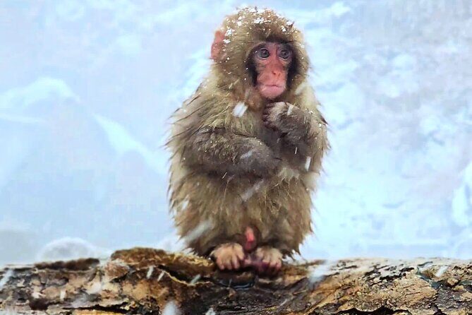 Nagano Snow Monkey Private Full-Day Tour - Who Would Love This Tour?