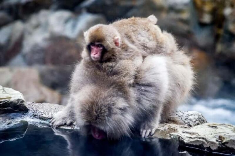 Nagano Snow Monkey & Zenkoji Private Customizable Tour - Who Would Love This Tour?