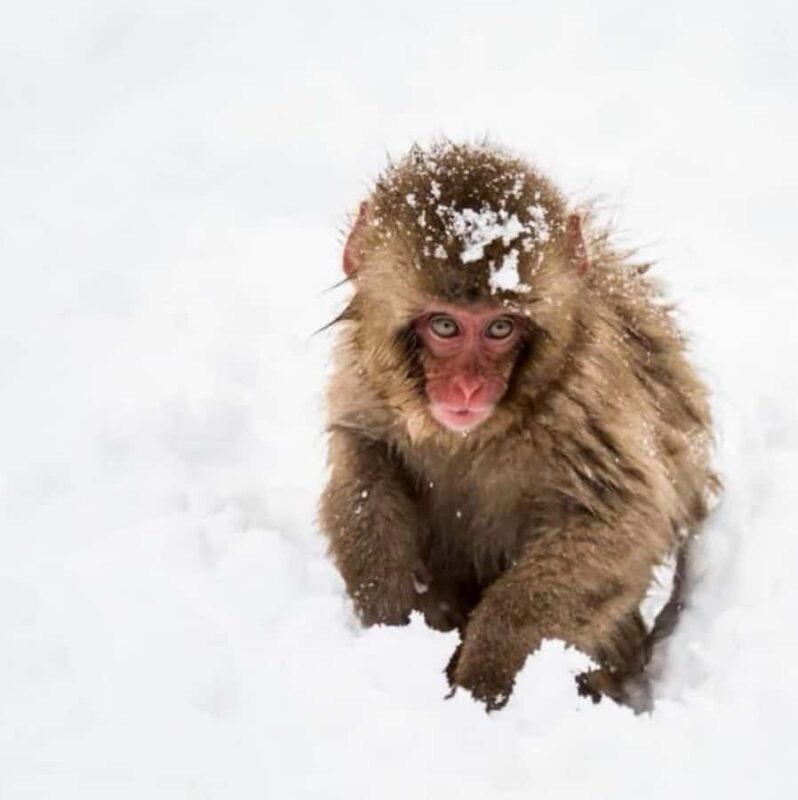 Nagano Snow Monkey & Zenkoji Private Customizable Tour - Good To Know