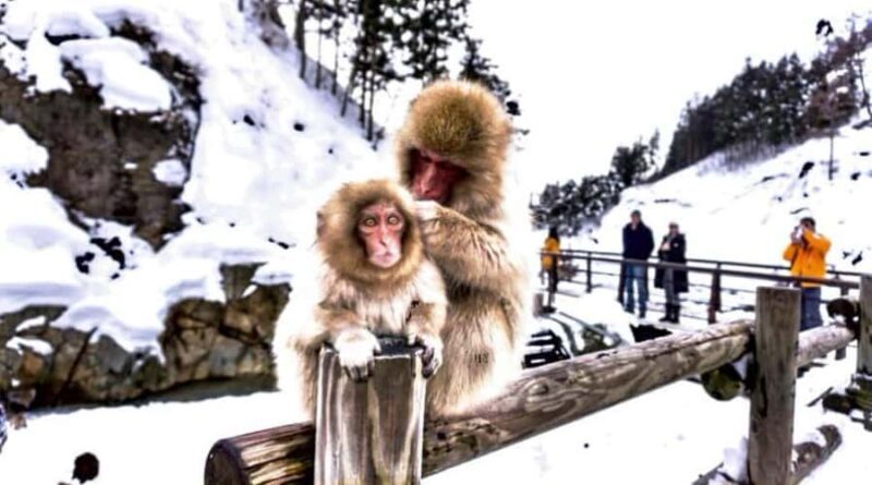 Nagano Snow Monkey & Zenkoji Private Customizable Tour - Zenkoji Temple: A Cultural Gem