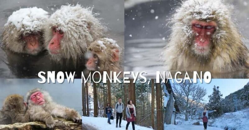 Nagano Snow Monkey & Zenkoji Private Customizable Tour - Final Thoughts