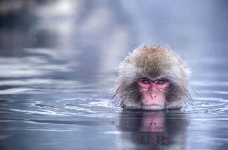 Nagano Snow Monkey & Zenkoji Private Customizable Tour - FAQs