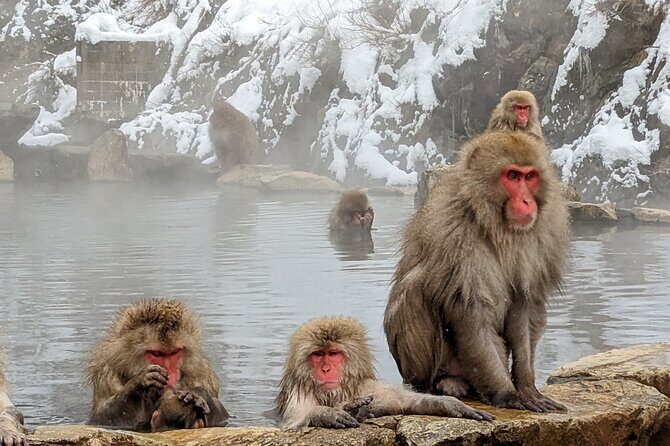 Nagano: Snow Monkeys of Jigokudani Guided Tour - Good To Know