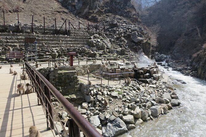 Nagano: Snow Monkeys of Jigokudani Guided Tour - What Reviewers Have Said (Based on Actual Feedback)