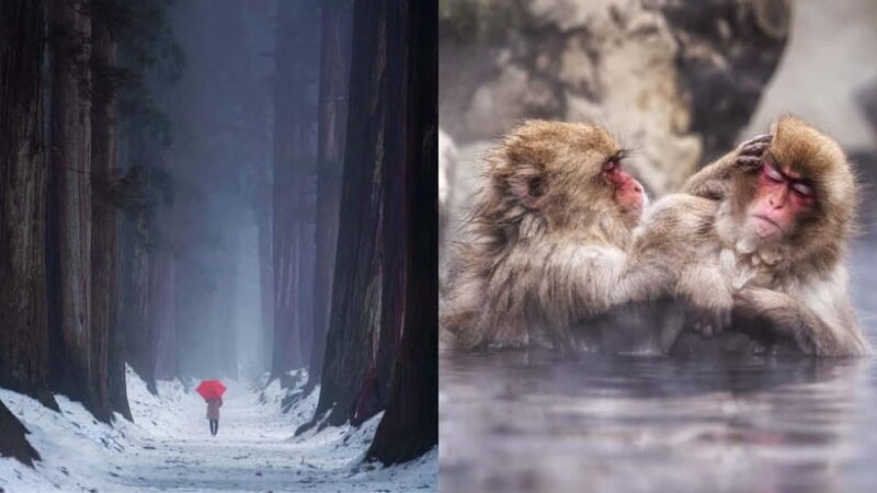 Nagano: Snow Monkeys & Togakushi Shrine Two-Spot in-One Day - Why Choose a Private Tour?