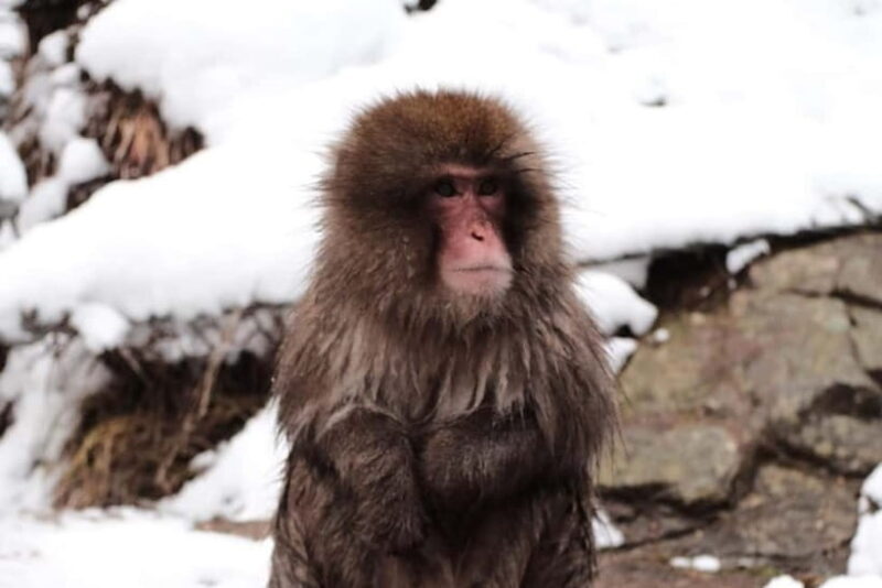 Nagano: Snow Monkeys & Togakushi Shrine Two-Spot in-One Day - Visiting Jigokudani Snow Monkey Park