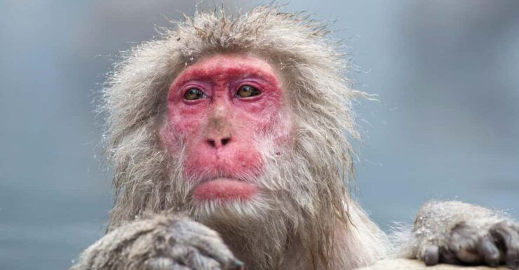 Nagano: Snow Monkeys, Zenkoji Temple & Sake Customized Trip - Good To Know