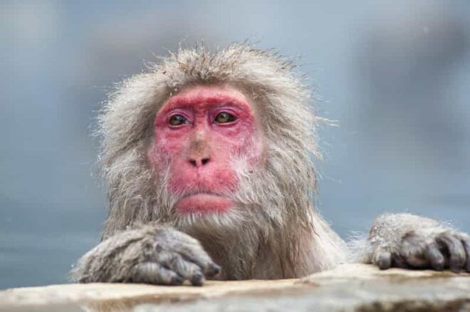 Nagano: Snow Monkeys, Zenkoji Temple & Sake Customized Trip - Unique Tour Features