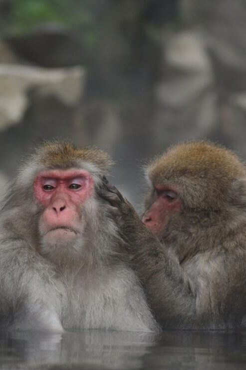 Nagano: Snow Monkeys, Zenkoji Temple & Sake Day Private Tour - Good To Know