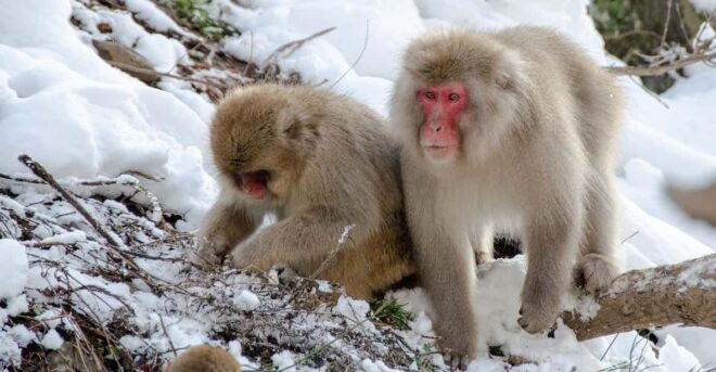 Nagano: Snow Monkeys, Zenkoji Temple & Sake Day Private Tour - Jigokudani Monkey Park Experience