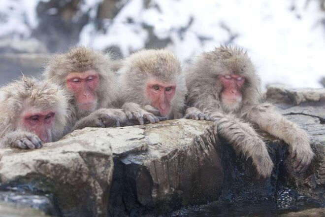 Nagano: Snow Monkeys, Zenkoji Temple & Sake Day Private Tour - Discovering Zenko-ji Temple