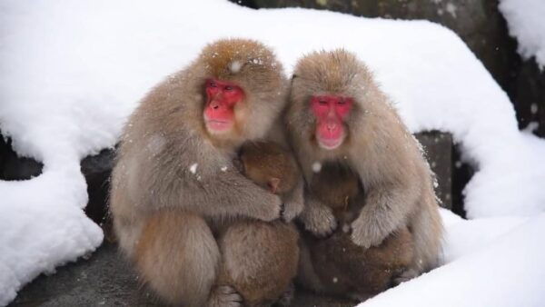 Nagano: Snow Monkeys, Zenkoji Temple & Sake Day Private Tour - Optional Obuse Tour