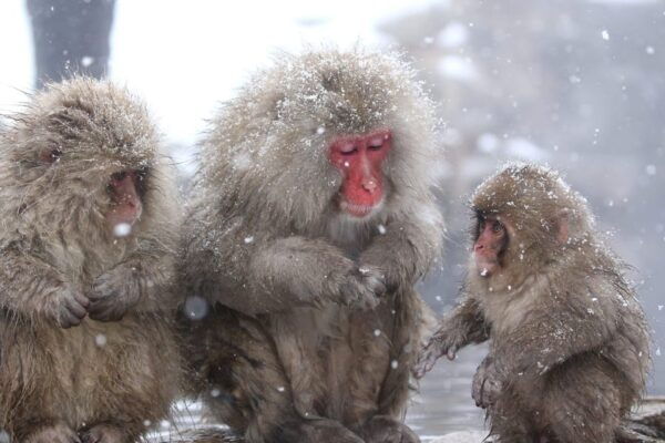 Nagano: Snow Monkeys, Zenkoji Temple & Sake Day Private Tour - Important Tour Information
