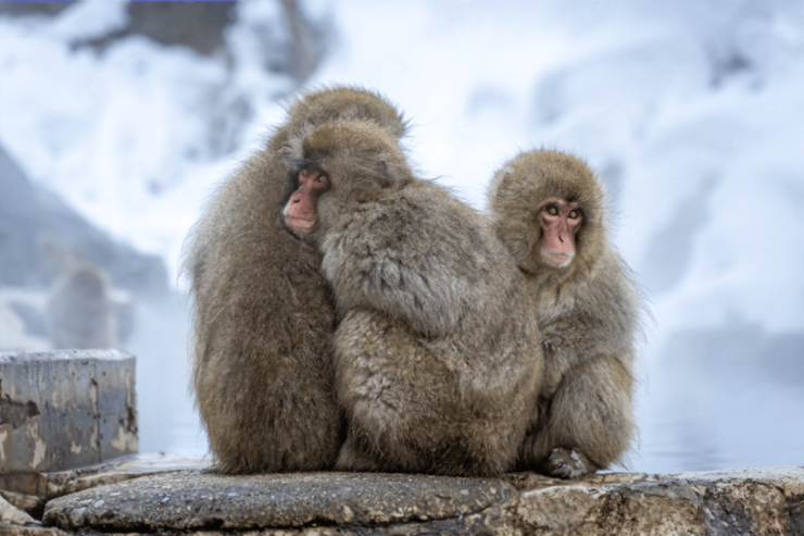 Nagano: Snow Monkeys, Zenkoji Temple - Good To Know