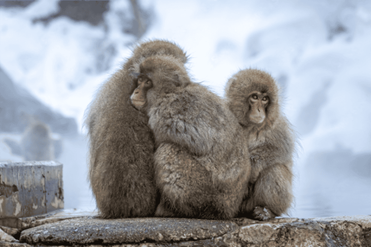 Nagano: Snow Monkeys, Zenkoji Temple - Highlights of the Itinerary
