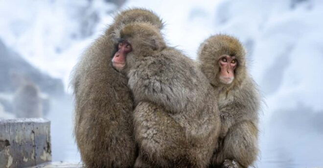 Nagano: Snow Monkeys, Zenkoji Temple - Visiting the Snow Monkeys