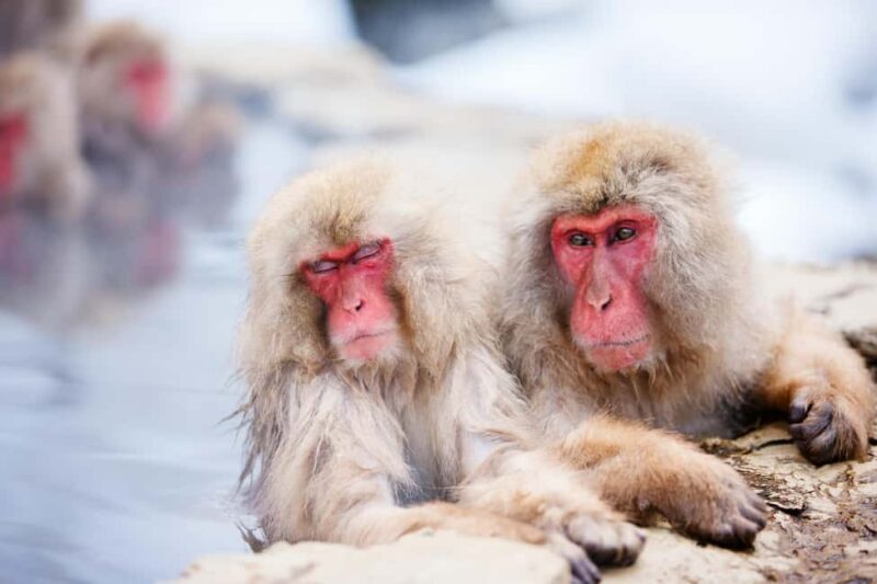 Nagano: Togakushi Shrine & Jigokudani Snow Monkey Park Trip - FAQ