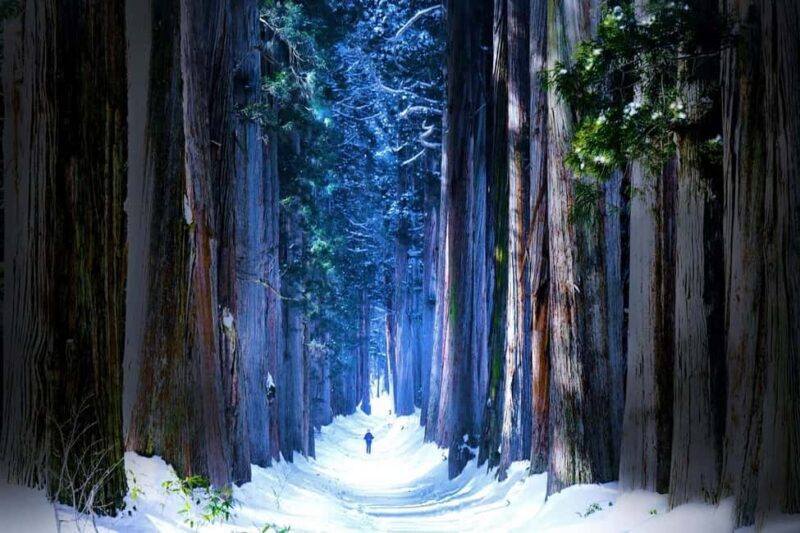 Nagano: Togakushi Shrine & Jigokudani Snow Monkey Park Trip - Authentic Experiences Beyond the Guidebook