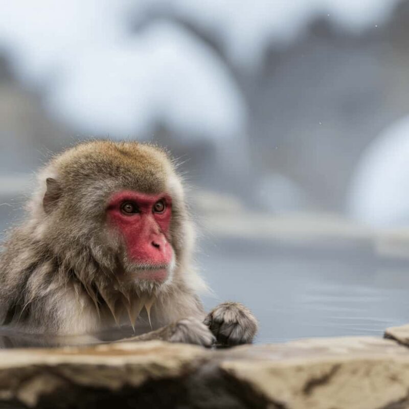 Nagano/Tokyo: Snow Monkey Private Car Tour Hotel Pick & Drop - Good To Know