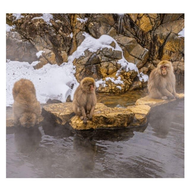 Nagano/Tokyo: Snow Monkey Private Day Tour At Lowest Rate - FAQ