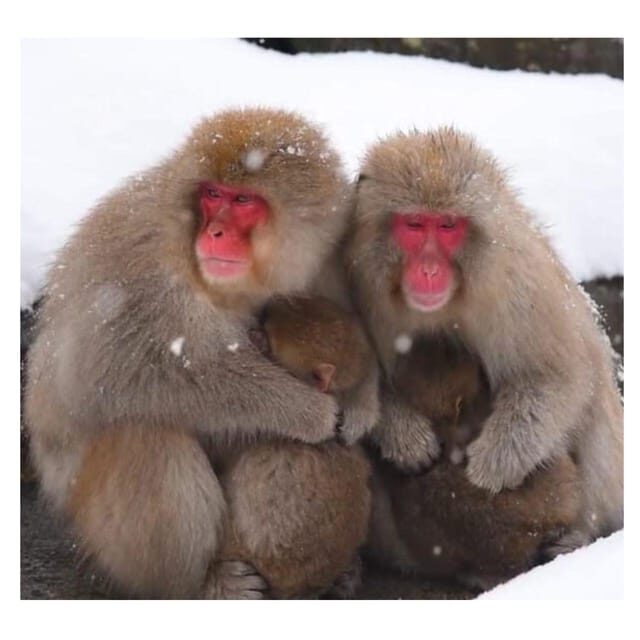 Nagano/Tokyo: Snow Monkey Private Day Tour At Lowest Rate - Final Thoughts