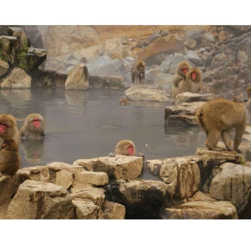 Nagano/ Tokyo: Snow Monkey Private Day Tour Fully Customised - A Deep Dive Into the Experience