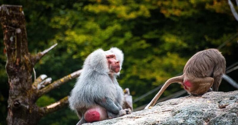 Nagano/ Tokyo: Snow Monkey Private Day Tour Fully Customised - Frequently Asked Questions