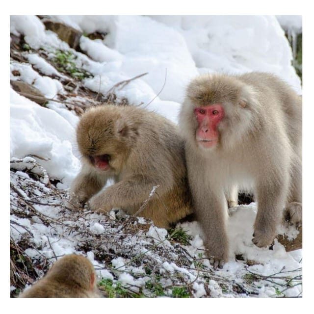 Nagano Tokyo: Snow Monkey Private Day Tour Hotel Pick & Drop - Introduction: Why Consider a Private Day Trip to Nagano?