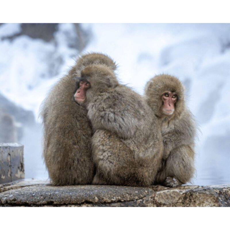 Nagano Tokyo: Snow Monkey Private Day Tour Hotel Pick & Drop - Why Choose This Tour?