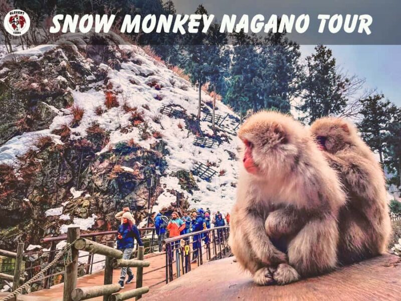 Nagano Tokyo: Snow Monkey Private Day Tour Hotel Pick & Drop - Good To Know