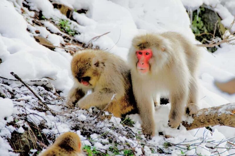 Nagano Tokyo: Snow Monkey Private Day Tour Hotel Pick & Drop - Who Will Love This Tour?