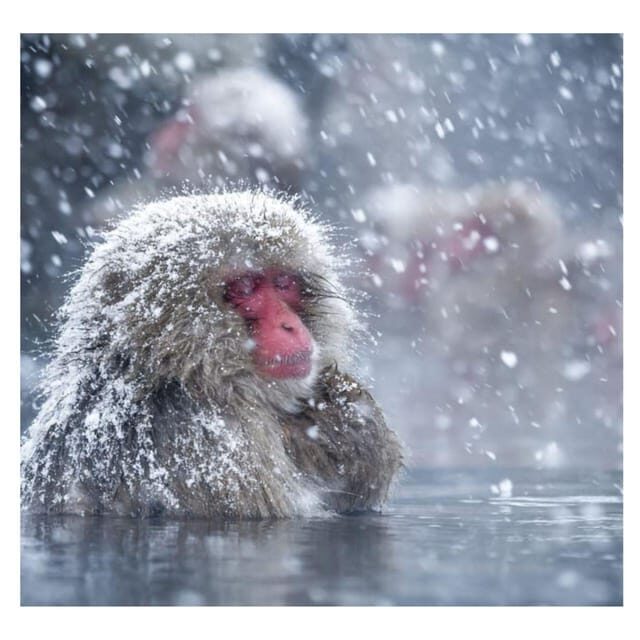 Nagano Tokyo: Snow Monkey Private Day Tour Hotel Pick & Drop - FAQs