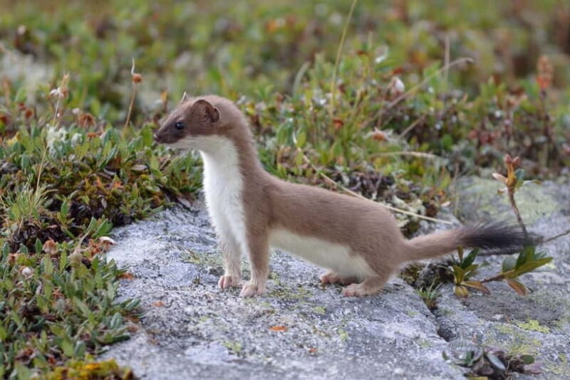 Nagano UNESCO Park: Emerald Acid Lake & Ghibli Onsen Town - Why Choosing a Private Tour Matters