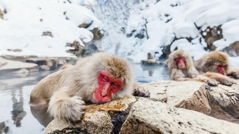 Nagano Winter Private Tour with a local guide (from November to May) - Snow monkeys, not just a scenic drive