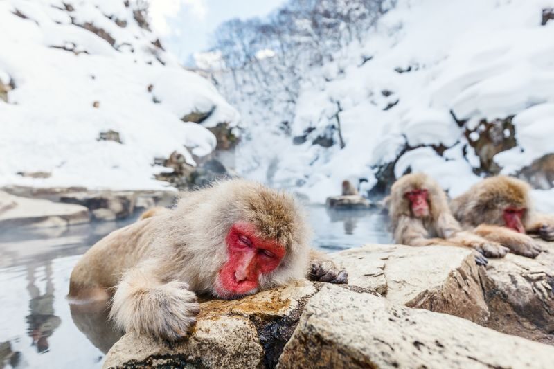 Nagano Winter Private Tour with a local guide (from November to May) - Private pickup changes the Nagano equation