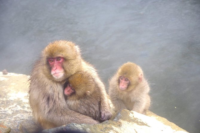 Nagano Winter Special Tour "Snow Monkey and Snowshoe Hiking"!! - Meeting and Pickup