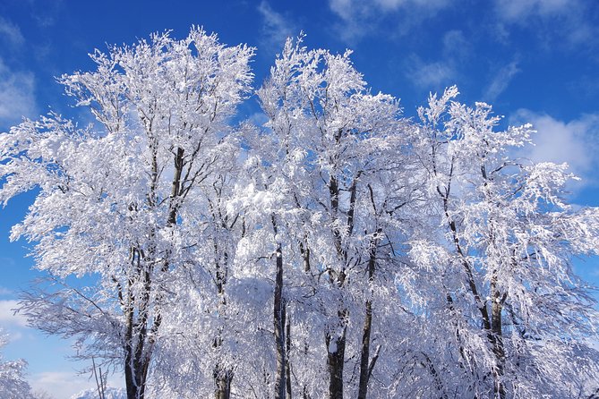 Nagano Winter Special Tour "Snow Monkey and Snowshoe Hiking"!! - Expectations and Accessibility