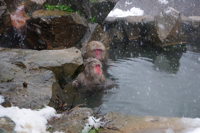 Nagano Winter Special Tour "Snow Monkey and Snowshoe Hiking"!! - Common Questions