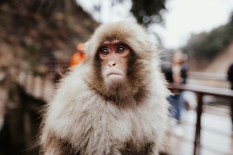 Nagano: Zenkoji Temple, Snow Monkeys, and Obuse Tour - Good To Know