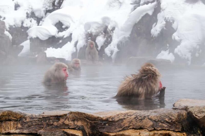 Nagano: Zenkoji Temple, Snow Monkeys, and Obuse Tour - Final Thoughts