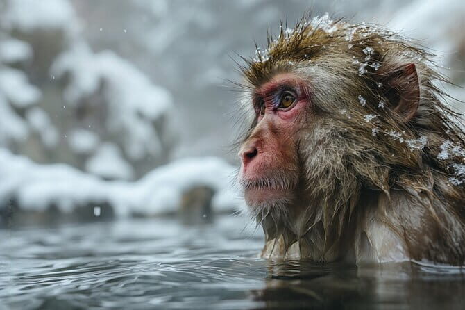 Naganos Snow Monkeys and Sake Tasting Day Tour - Good To Know
