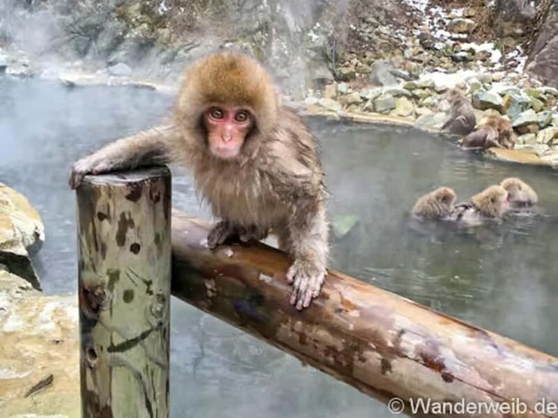 Nagano:Snow Monkeys & Zenko-ji Temple Scenic Whole Day Tour - Good To Know  