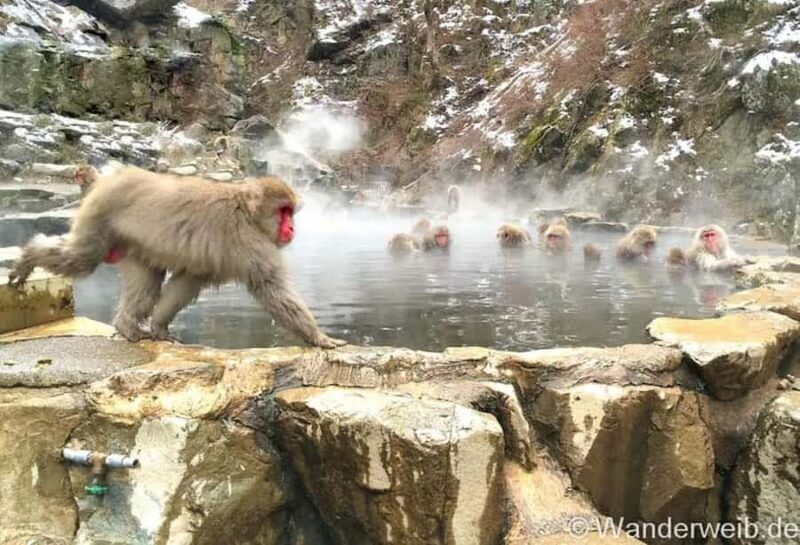 Nagano:Snow Monkeys & Zenko-ji Temple Scenic Whole Day Tour - FAQ