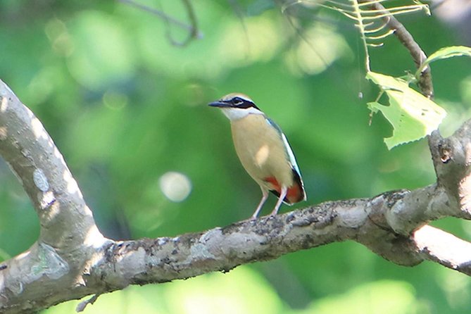 Nagarjung Day Hiking - What to Expect During the Hiking Experience