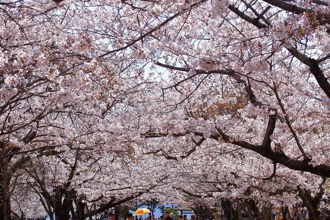 Nagasaki Cherry Blossom Hanami Tradition Experience - Why This Tour Offers Great Value